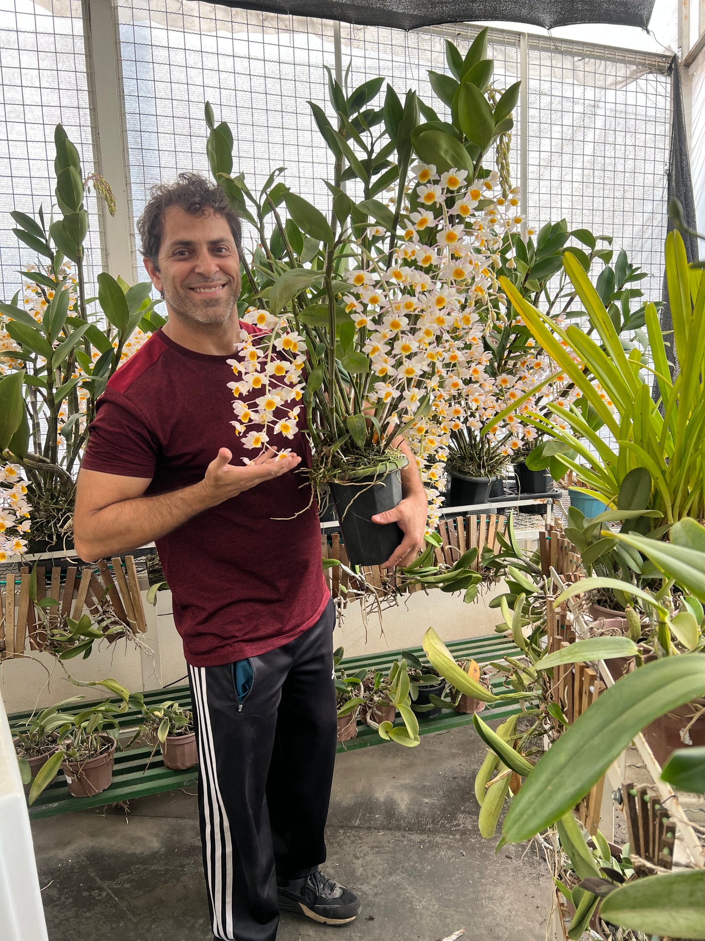 DENDROBIUM THYRSIFLORUM