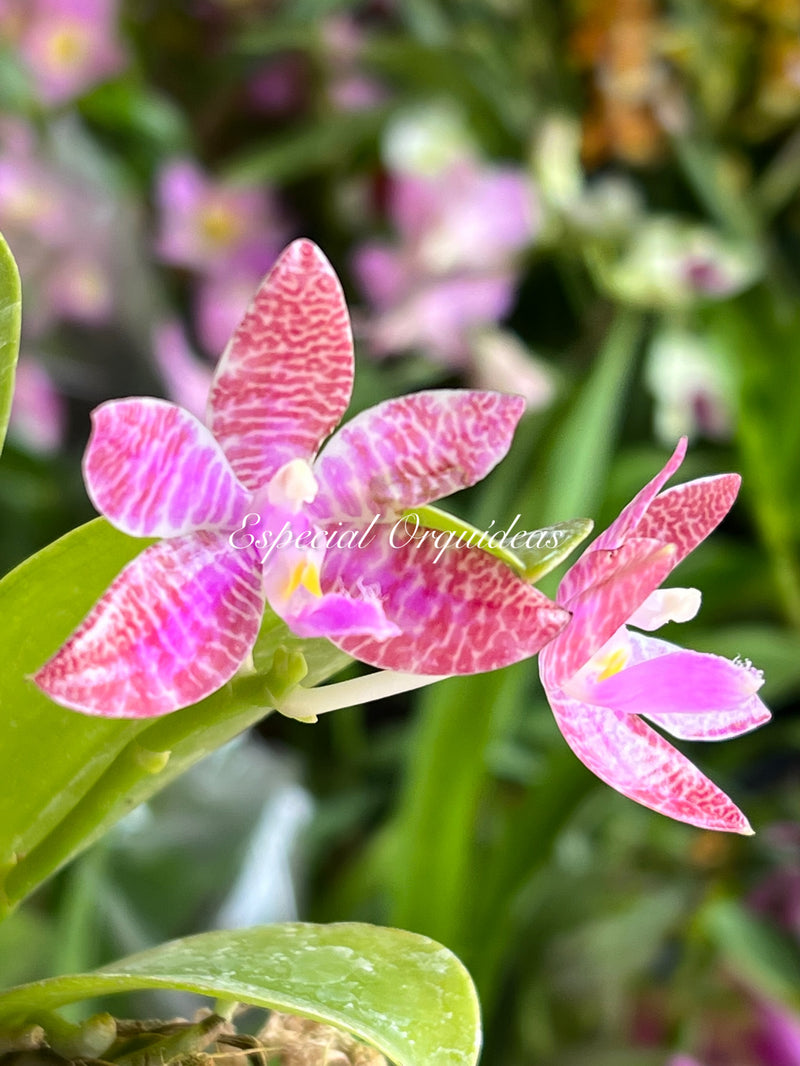 Phalaenopsis lueddemanniana