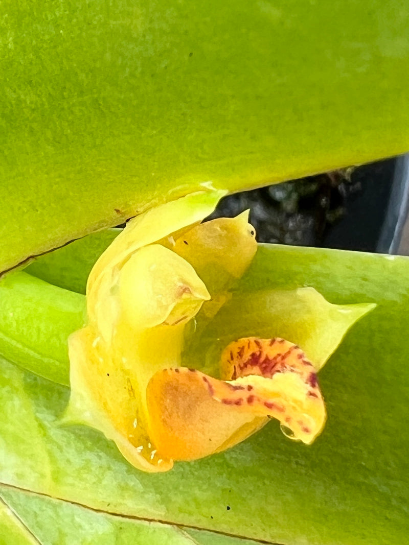 MAXILLARIA ORQUÍDEA BROMÉLIA