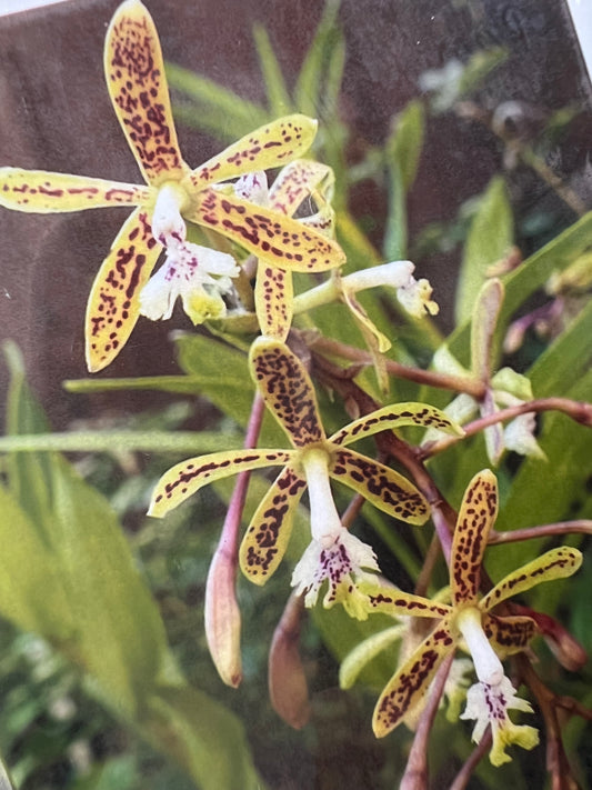 EPIDENDRUM RANIFERUM (MUDINHA)