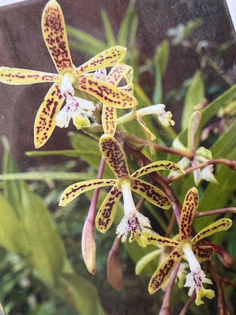 EPIDENDRUM RANIFERUM (MUDINHA)