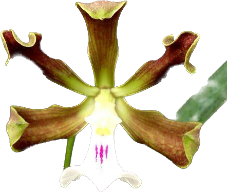 ENCYCLIA CORDIGERA CEBOLÃO (ADULTA)