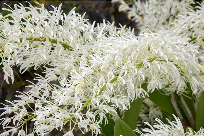 Dendrobium speciosum