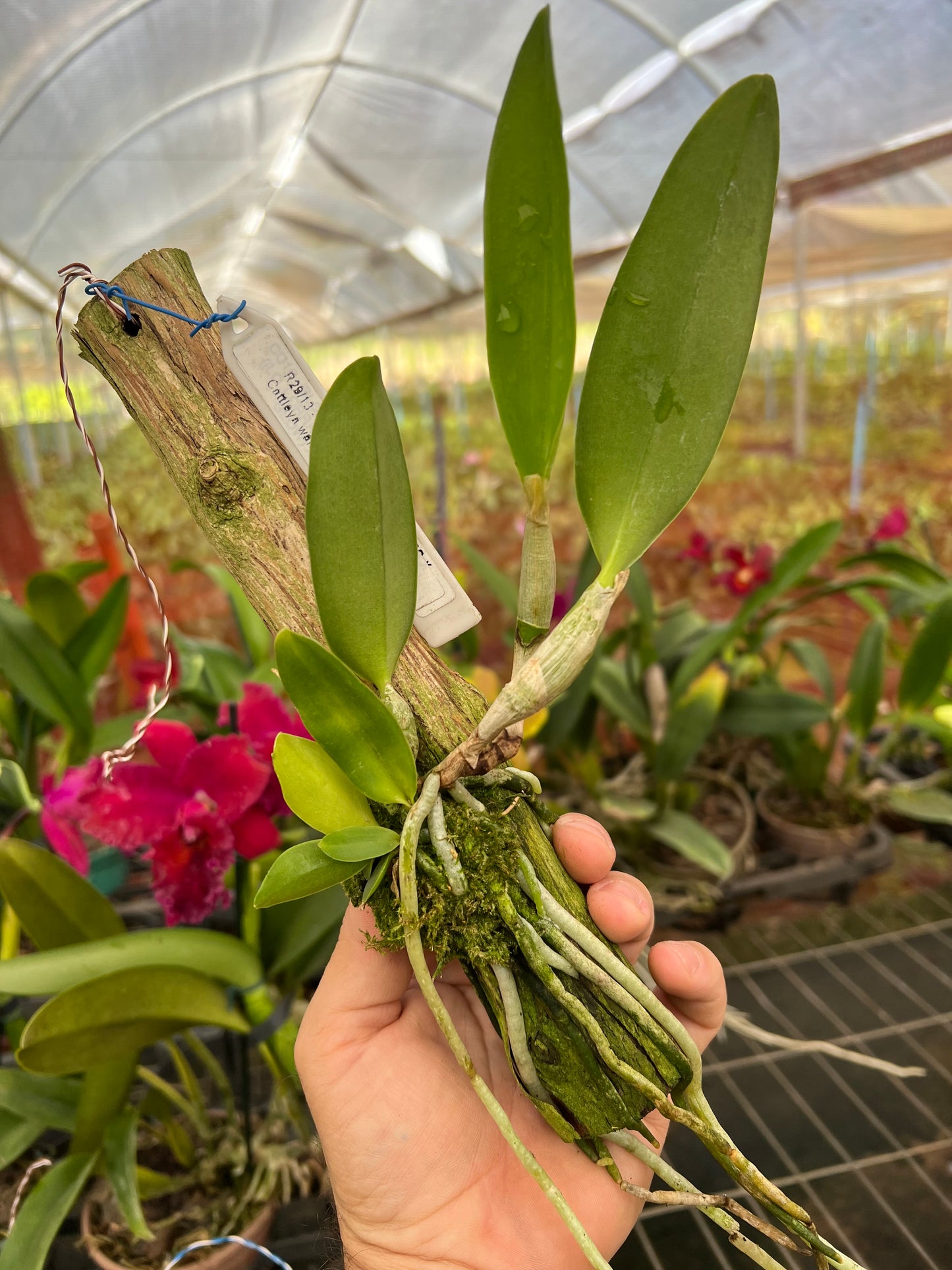 Cattleya Dolosa x C Walkeriana Alba (Pré adulta Plantada em troncos)