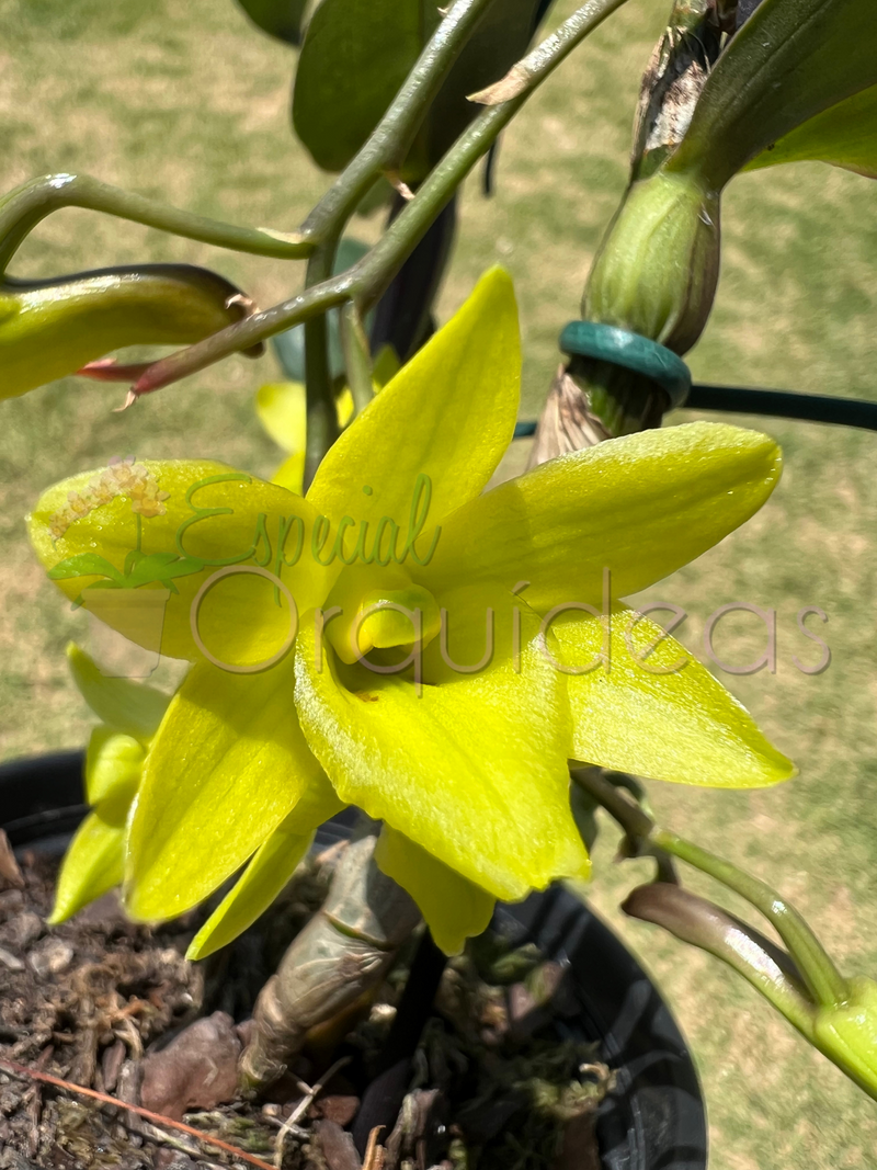 Dendrobium cerinum espécie da thailandia linda flor