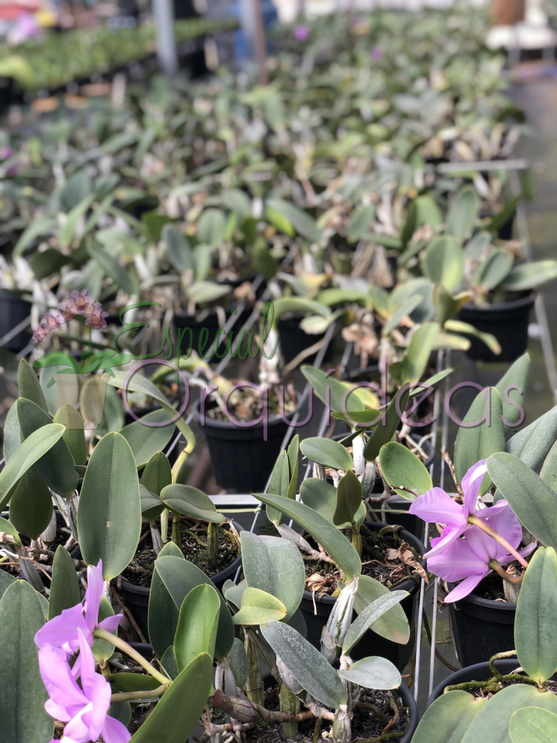 CATTLEYA WALKERIANA TIPO CRUZAMENTOS VARIADOS