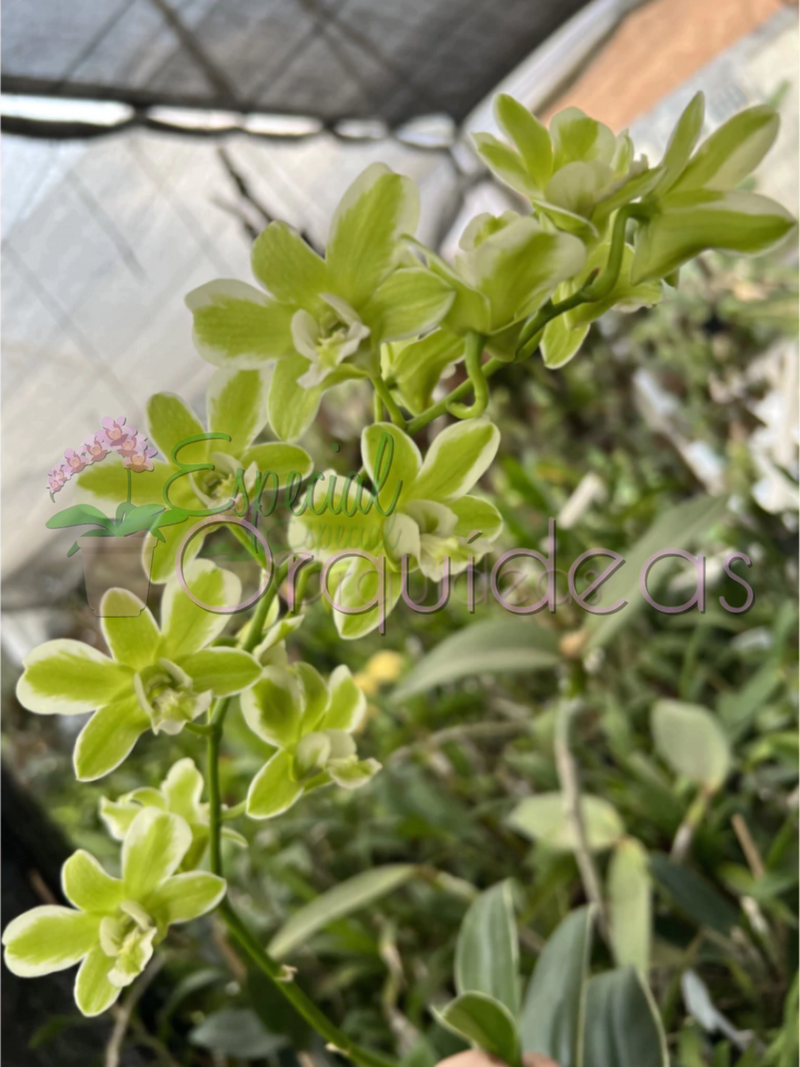 DENPHAL FLOR E VEGETAL VARIEGATA (PRÉ ADULTA)