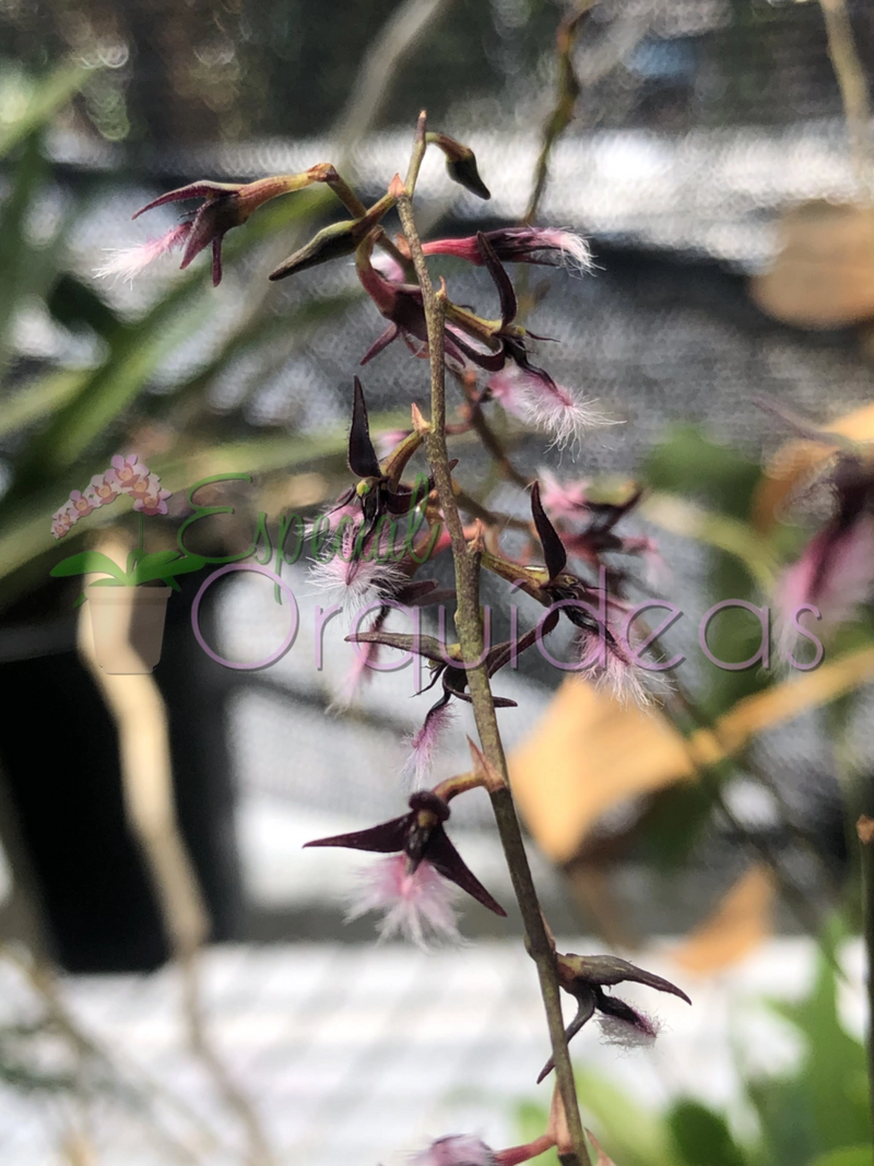 BULBOPHYLLUM MINIATUM