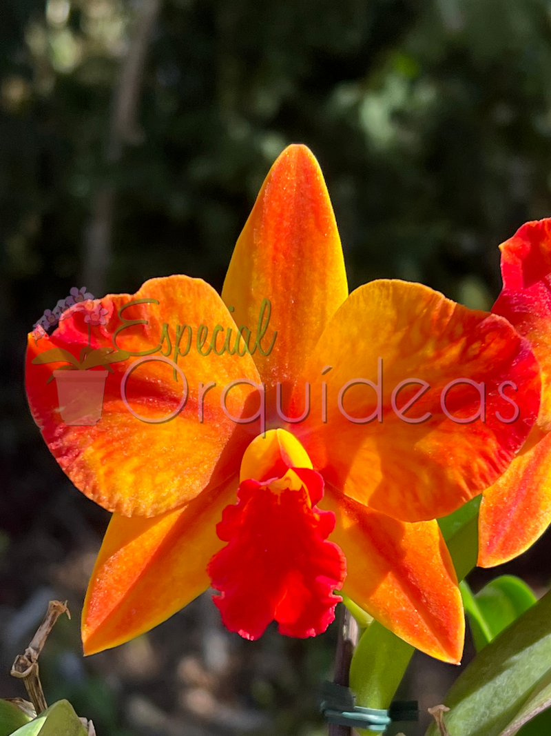 CATTLEYA AYRTON SENNA CACHEPÔ