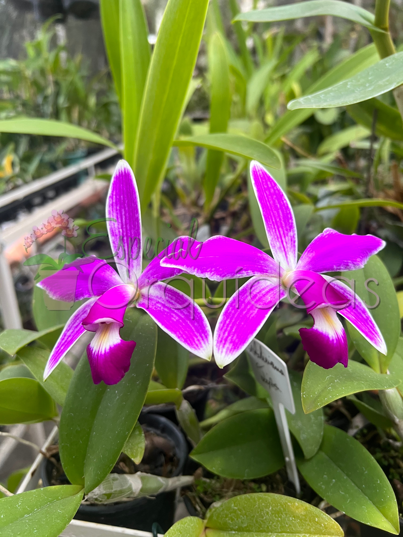 CATTLEYA VIOLACEA FLAMEA