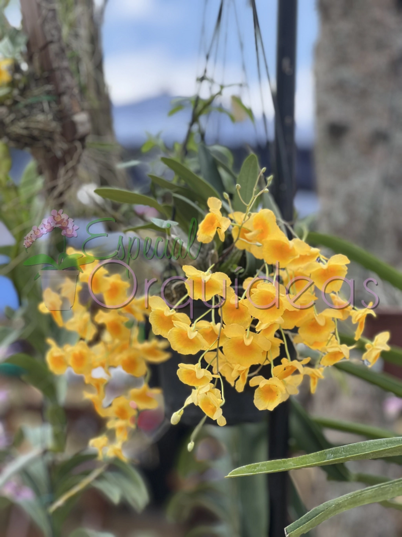 Dendrobium agregatum lindleyi espetáculo essa espécie