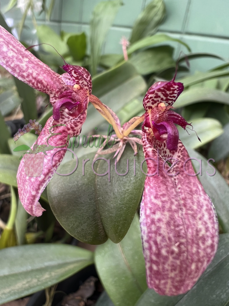 BULBOPHYLLUM EBERHARDTII