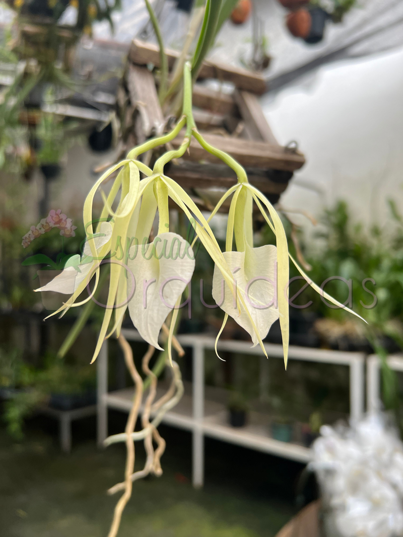 BRASSAVOLA NODOSA CACHEPO