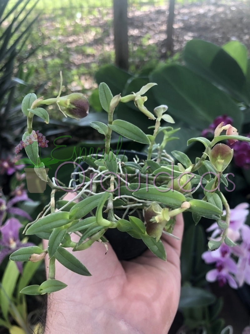 EPIDENDRUM PEPEROMIA