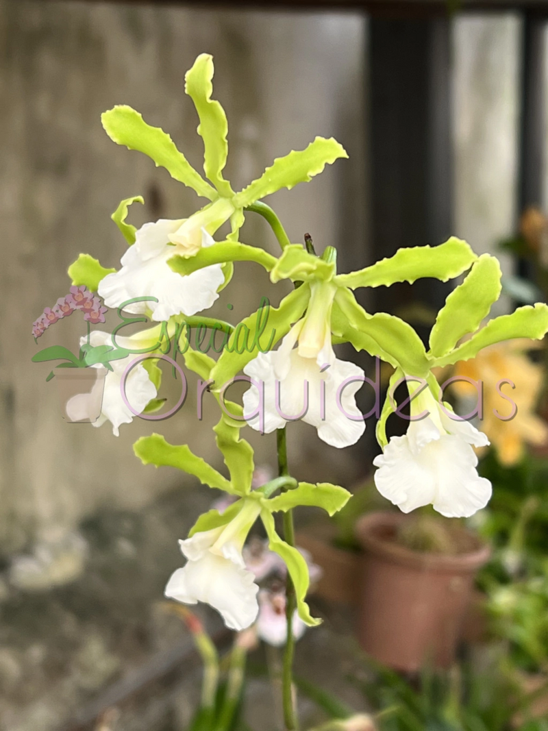 ENCYCLIA RANDII ALBA