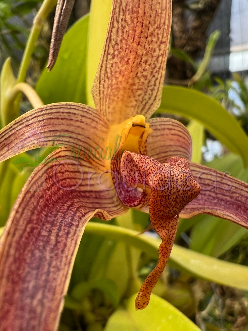 BULBOPHYLLUM JERSEY