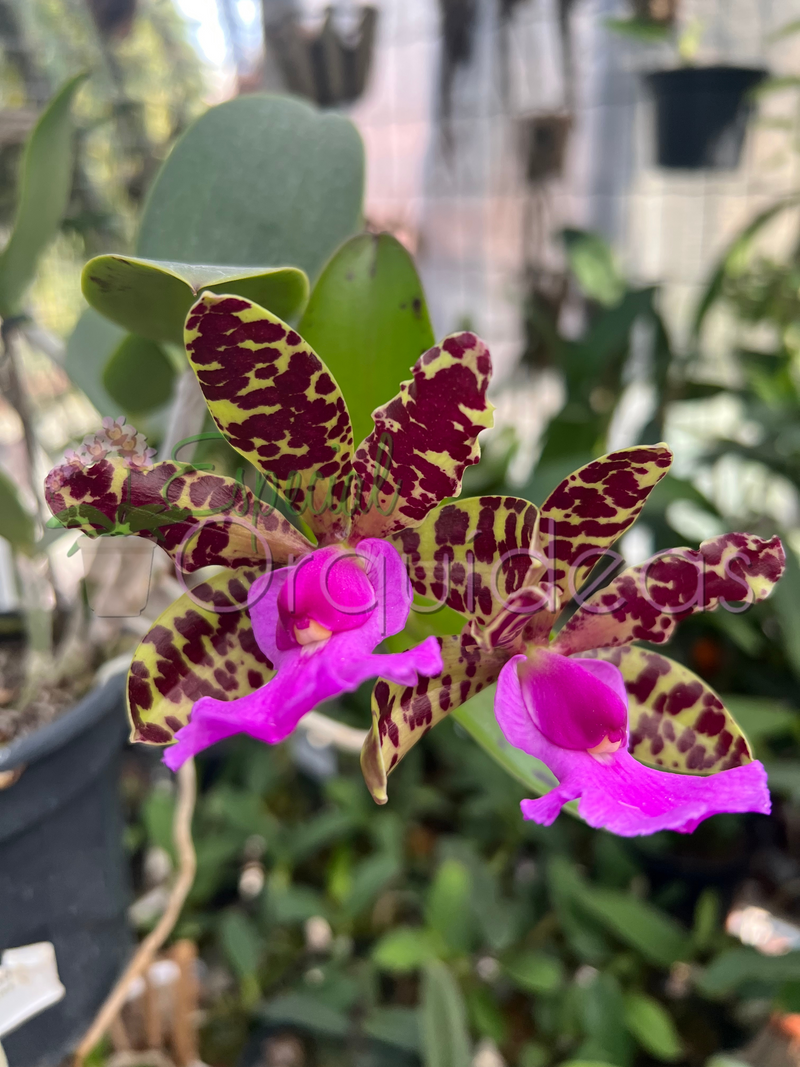 CATTLEYA ACLANDIAE AMARELADA COM LABELO ESCURO