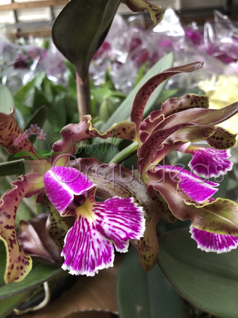 CATTLEYA SCHILLERIANA TIPO