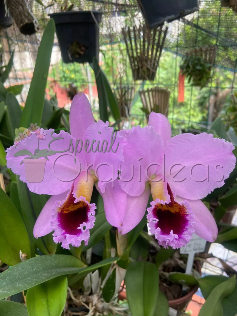 CATTLEYA PERCIVALIANA CARLA PORTO