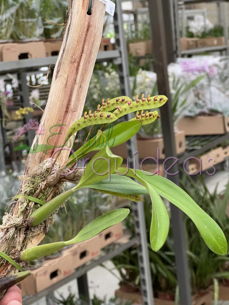 BULBOPHYLLUM FALCATUM (FLOR MICRO)