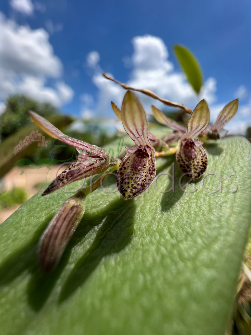 PLEUROTHALLIS TERES (MICRO)