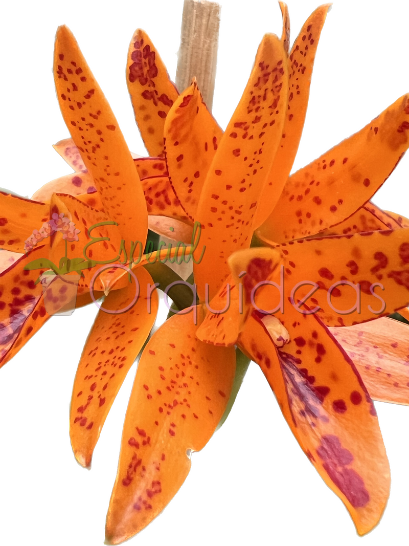 CATTLEYA AURANTIACA MICHIMA SPOTS