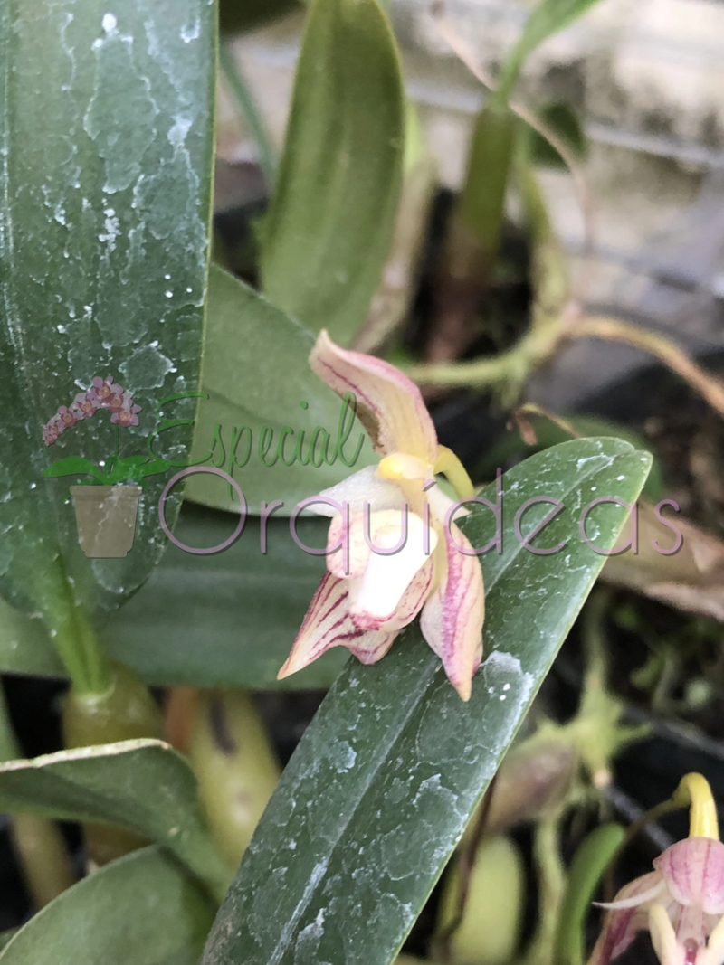 BULBOPHYLLUM AMBROSIA