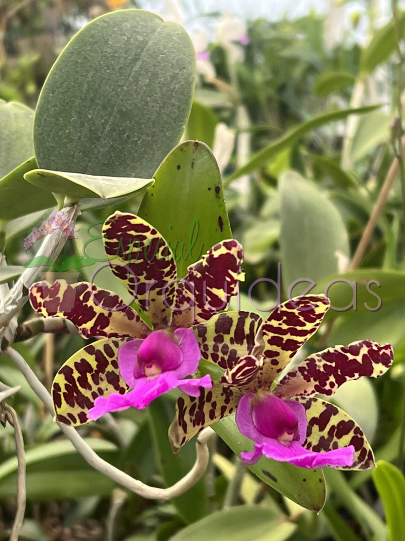 Cattleya aclandiae tipo (tom amarelado labelo pink)