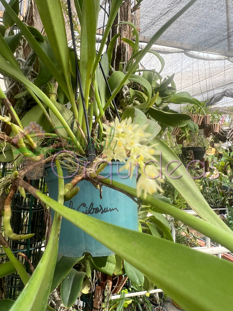 BULBOPHYLLUM GIBBOSUM