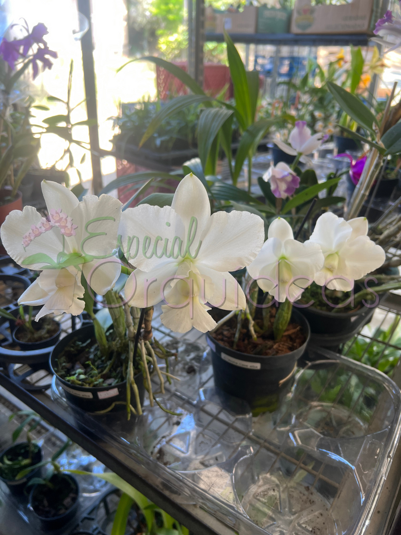 Cattleya aloha case ALBA raridade