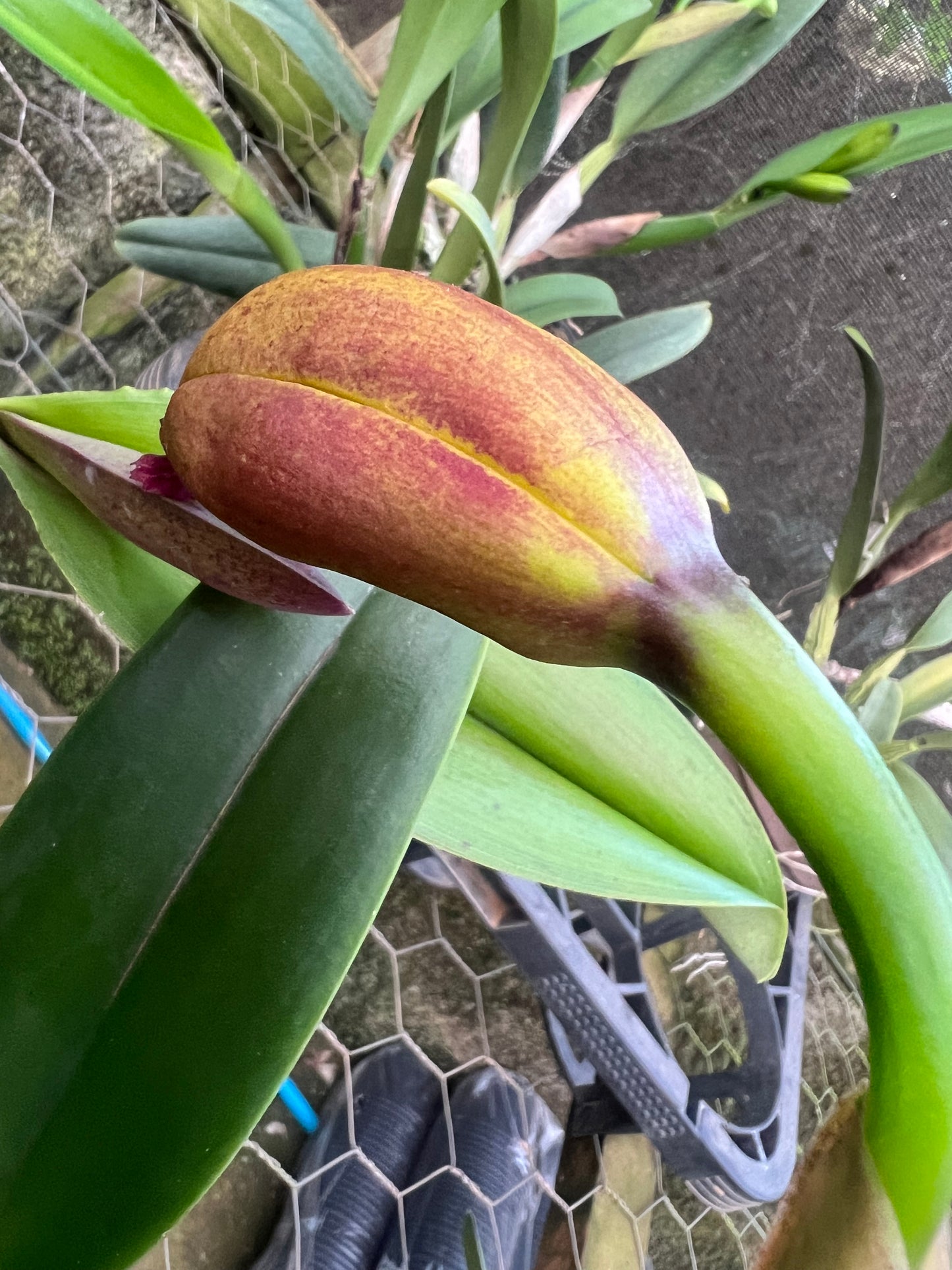 Kit 4 Cattleyas Diferentes Híbridas Floridas