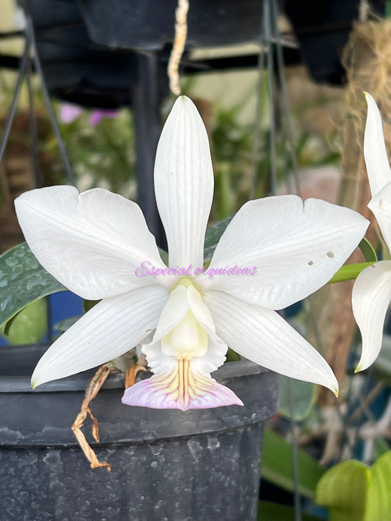 Cattleya Nobilior S/A Flor do mesmo lote