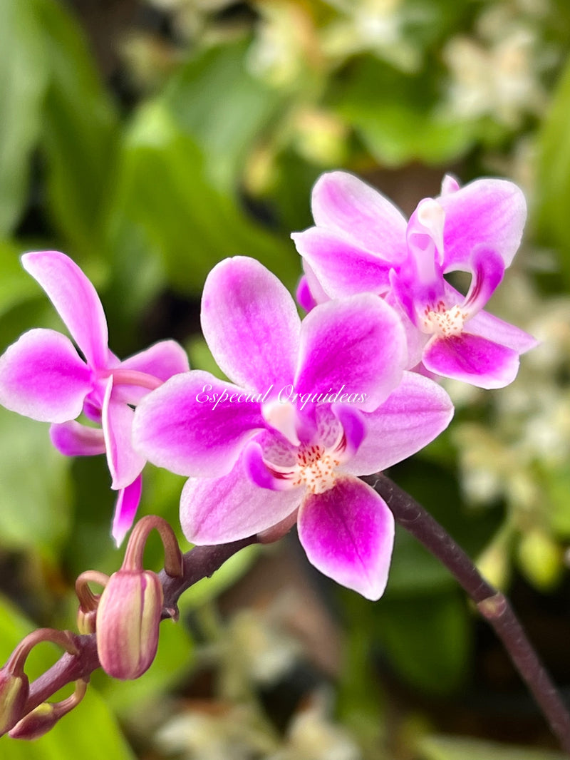 Phalaenopsis equestris rosea