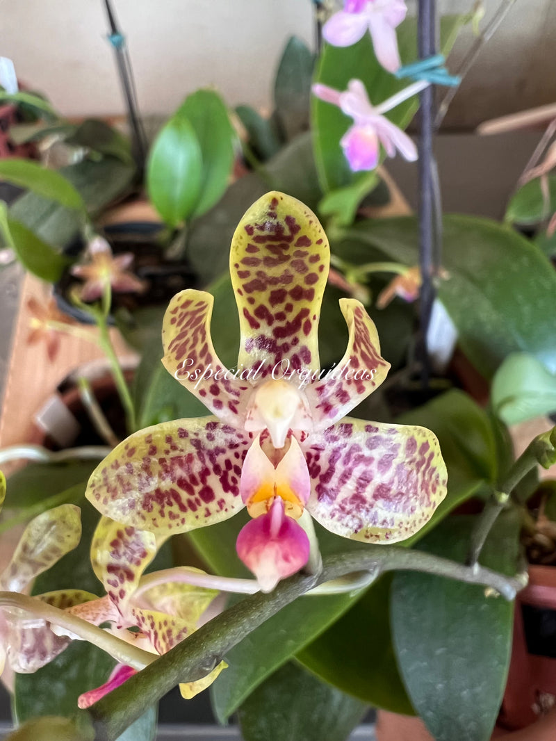 Phalaenopsis venosa dark form x finleyi