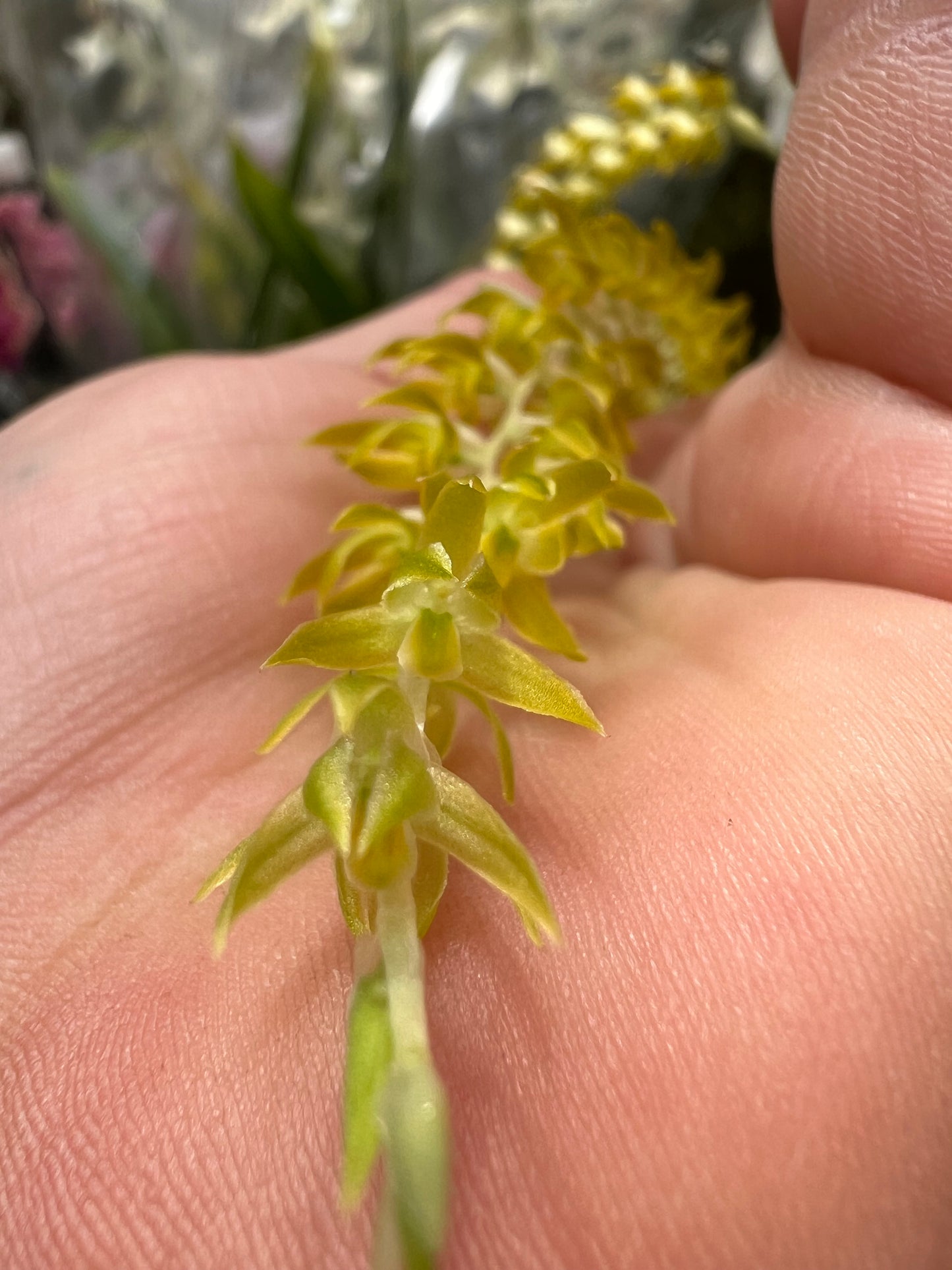 DENDROCHILUM MAGNUM