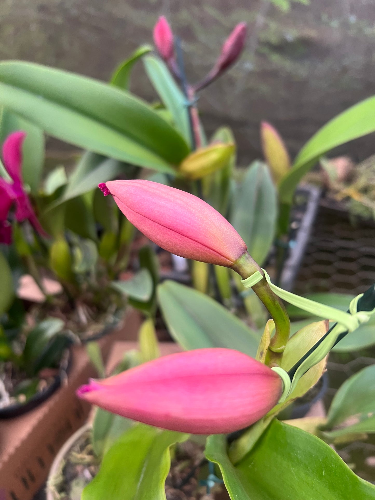 Kit 4 Cattleyas Diferentes Híbridas Floridas