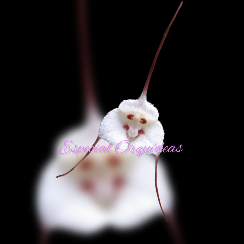 DRACULA LOTAX (FLOR MINI)
