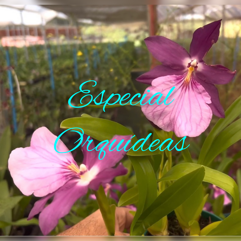 MILTONIA MORELIANA (MUDINHA)