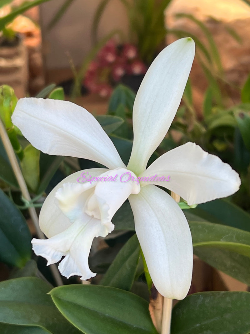 CATTLEYA INTERMEDIA ALBA