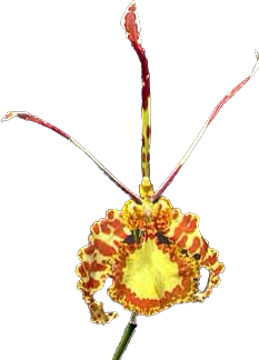 PSYCHOPSIS PAPILIO MARIPOSA