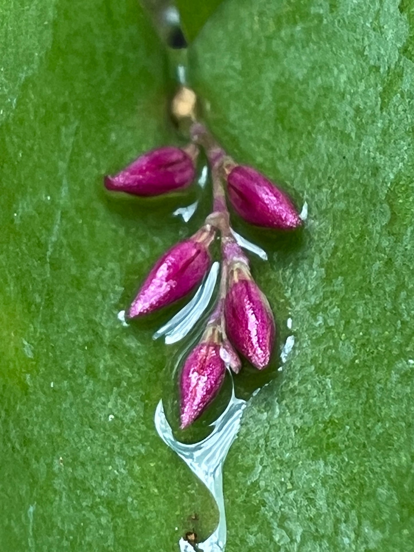 PLEUROTHALIS PROLIFERA