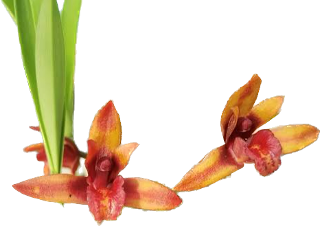 MAXILLARIA PICTA X M SHUNKEANA