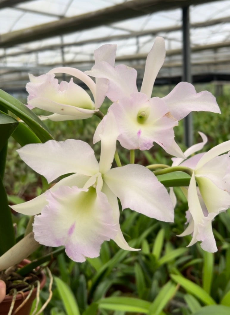 Bc. (Pastoral Innocence × Maikai Mayumi)