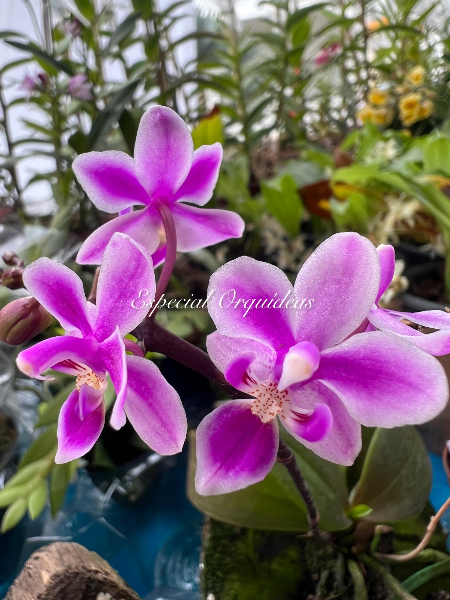 Phalaenopsis equestris rosea