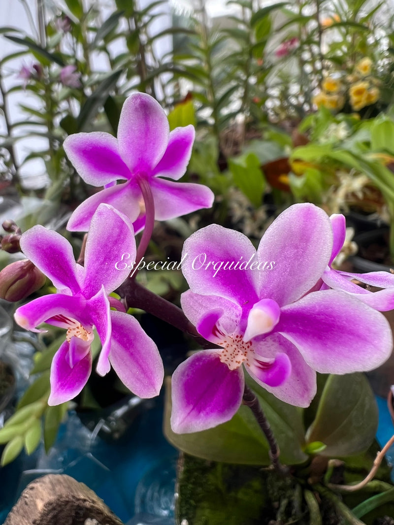Phalaenopsis equestris rosea