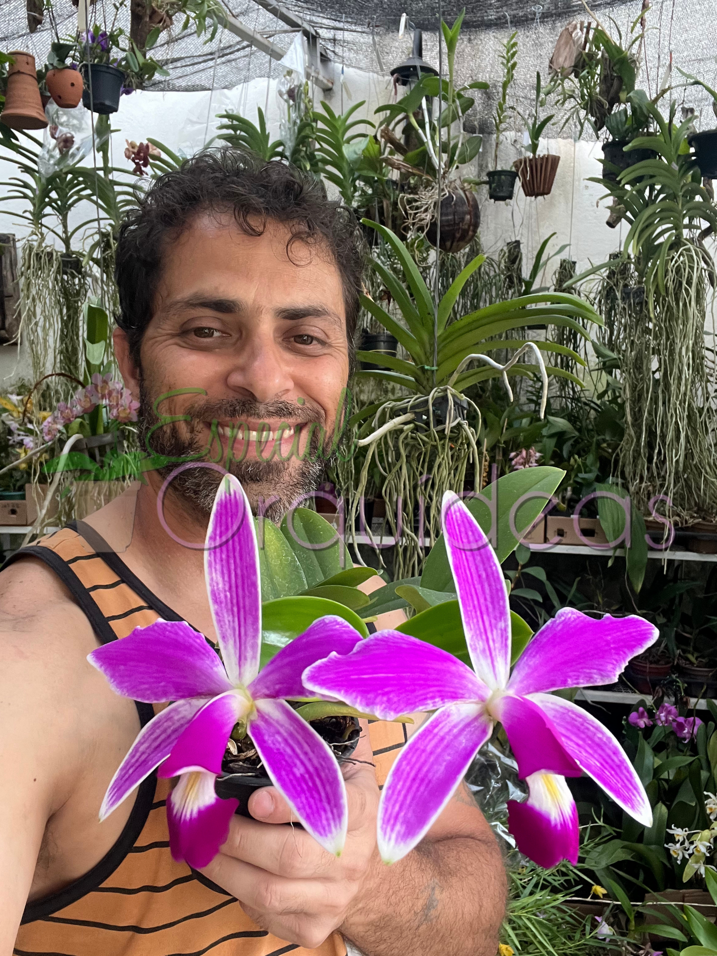 CATTLEYA VIOLACEA FLAMEA