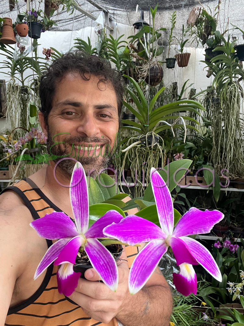 CATTLEYA VIOLACEA FLAMEA