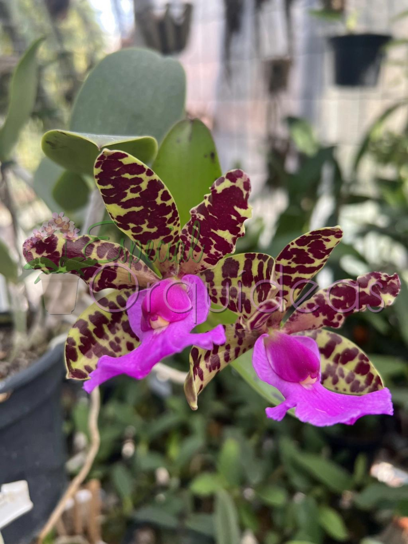 Cattleya aclandiae tipo (tom amarelado labelo pink)