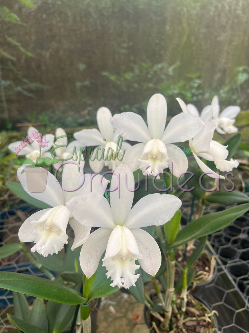 CATTLEYA INTERMEDIA ALBENCENS PUNCTATA SUZUKI