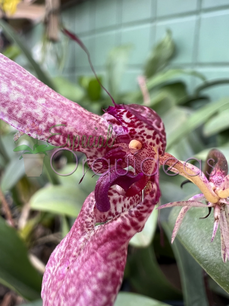 BULBOPHYLLUM EBERHARDTII